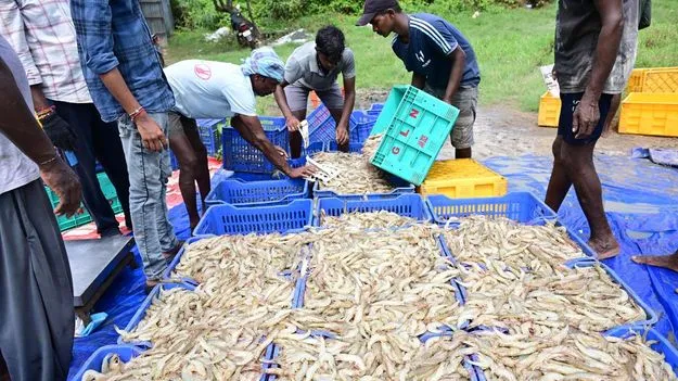 ఆక్వా దాణా ధర రూ.4 తగ్గింపునకు ఓకే