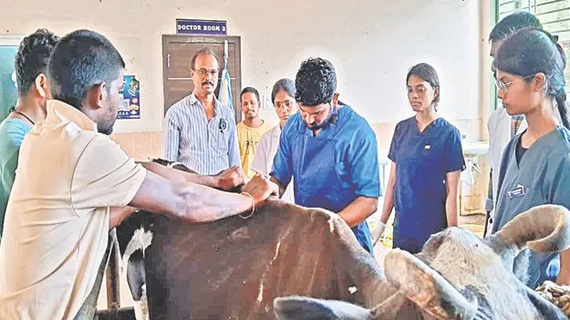 ఆవు పొట్టలో 70 కిలోల ప్లాస్టిక్‌ వ్యర్థాలు 