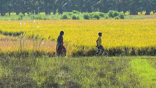 50 లక్షల ఎకరాల్లో ప్రత్యామ్నాయ పంటలు!