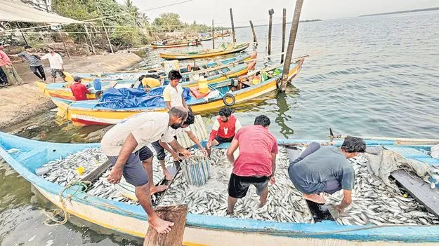 మత్స్యకారుడి వలకు చిక్కిన 4టన్నుల కనగంతలు