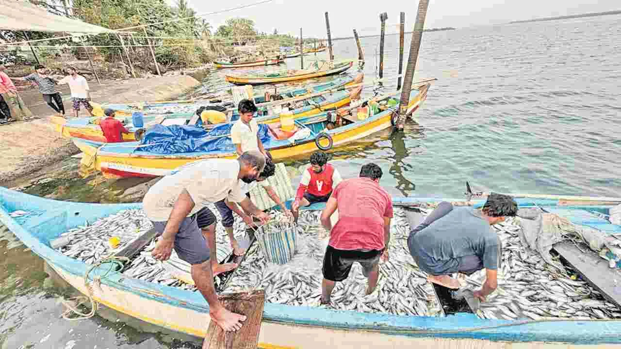 మత్స్యకారుడి వలకు చిక్కిన 4టన్నుల కనగంతలు