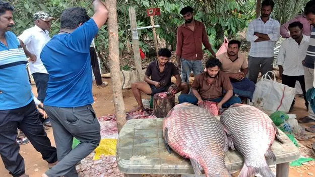 వలకు చిక్కిన 37 కేజీల భారీ చేప 