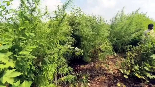 గంజాయి సాగు చేస్తే.. రైతు భరోసా బంద్‌