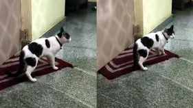 నీ పిల్లివల్లే... మా పిల్లికి పిల్లలు