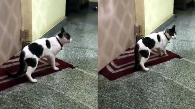 నీ పిల్లివల్లే... మా పిల్లికి పిల్లలు