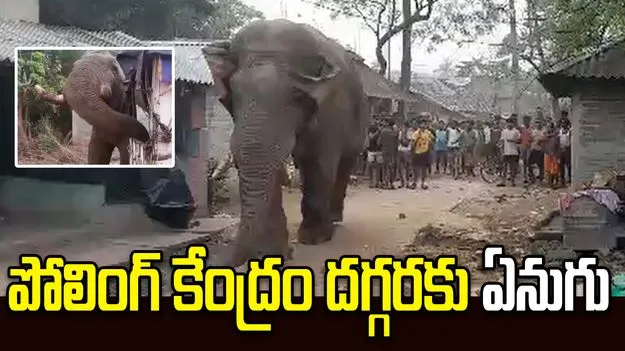 పశ్చిమ బెంగాల్‌లో ఎన్నికలు.. పోలింగ్ కేంద్రం దగ్గరకు వచ్చిన ఏనుగు..