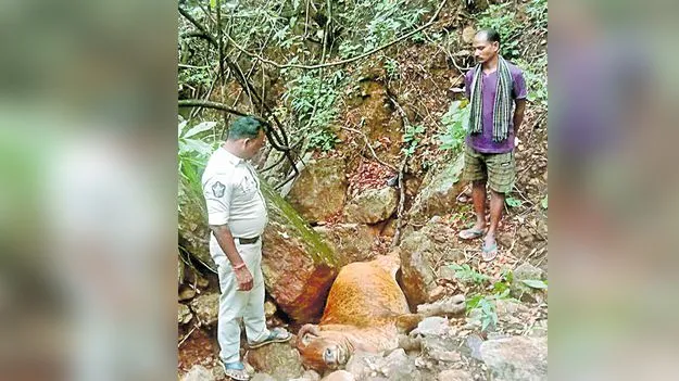 పూసిగొందిలో గిత్తను చంపిన పులి