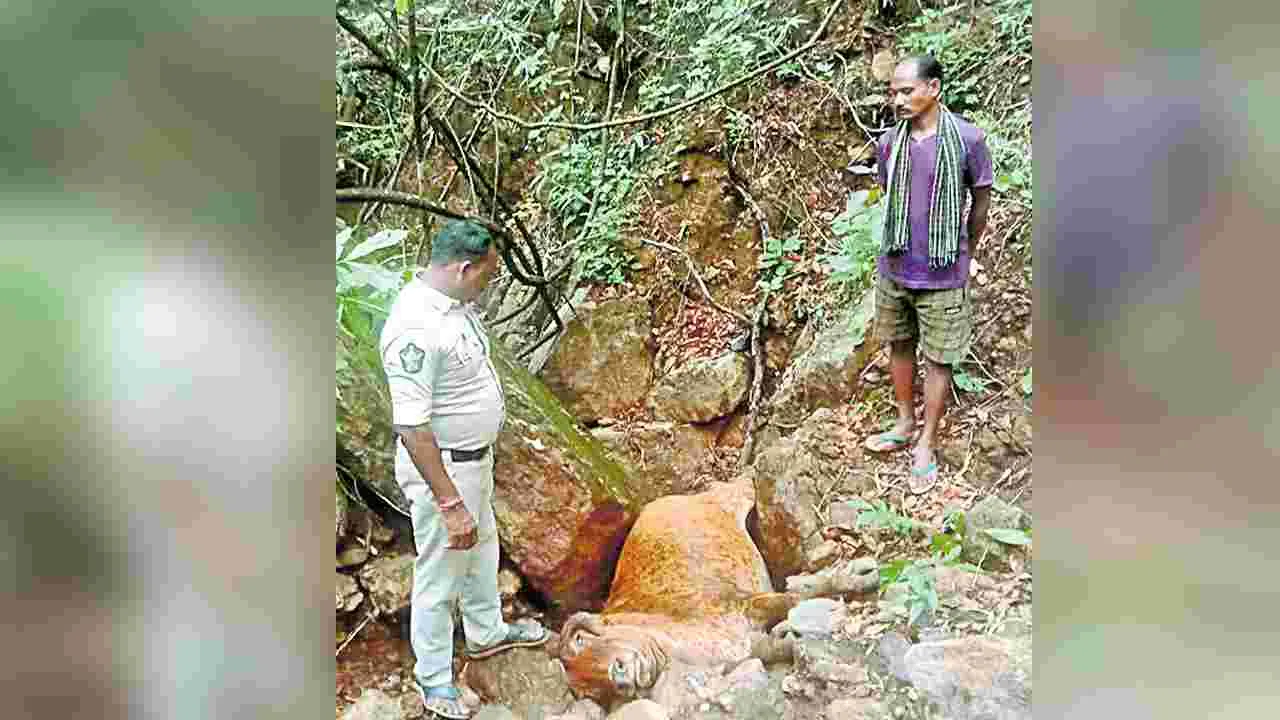 పూసిగొందిలో గిత్తను చంపిన పులి