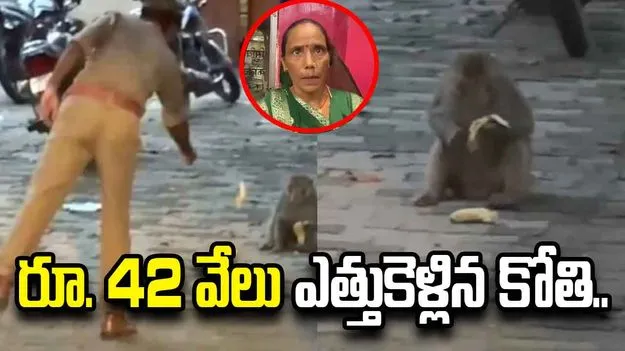 మహిళ నుంచి రూ. 42 వేలు ఎత్తుకెళ్లిన కోతి.. చివరకు ఏమైందంటే.. 