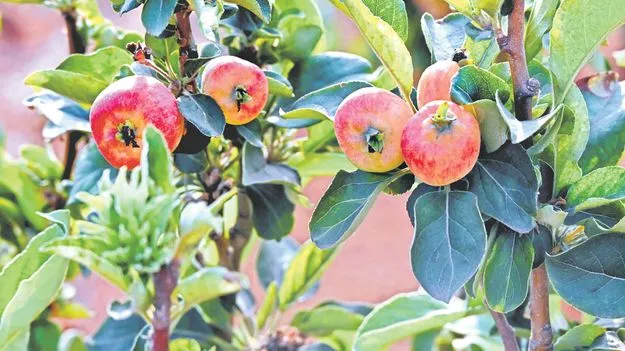 ఏపీలోనూ యాపిల్‌ పంట