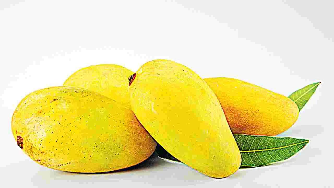 అన్నీ మామిడి ‘పండ్లు’ కావు!