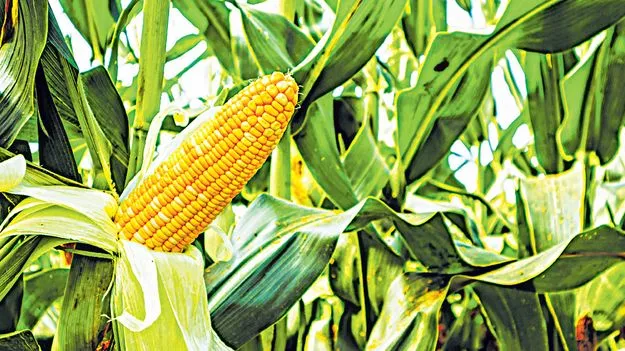 సర్కారుకు పెద్ద సవాల్‌!   