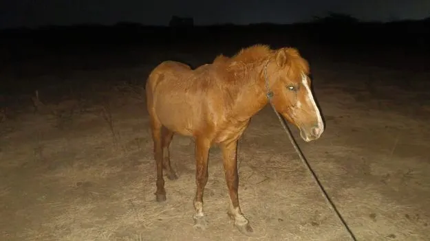 గాడిదకు బదులు గుర్రం మాంసం!