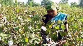 పత్తి రైతులకు సర్కారు భరోసా