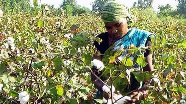 పత్తి రైతులకు సర్కారు భరోసా