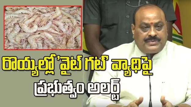 రొయ్యల్లో 'వైట్ గట్' వ్యాధిపై అప్రమత్తమైన ఏపీ ప్రభుత్వం..