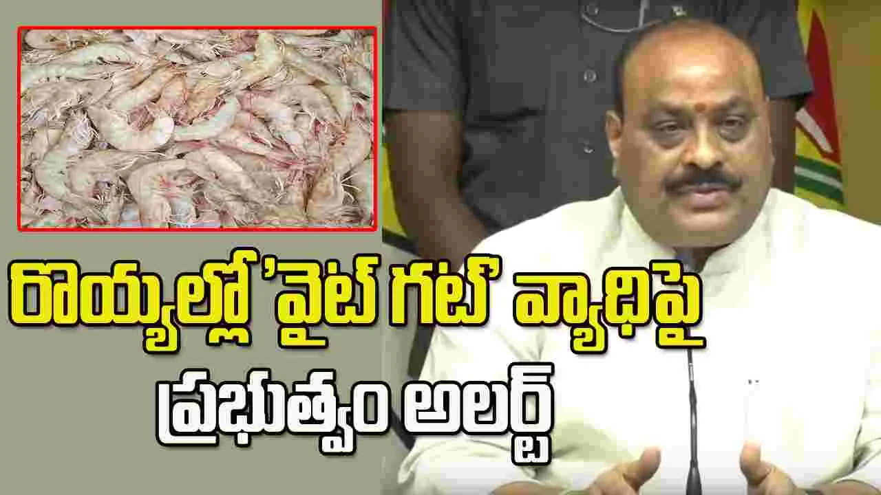 రొయ్యల్లో 'వైట్ గట్' వ్యాధిపై అప్రమత్తమైన ప్రభుత్వం..