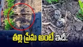 పిల్లల కోసం ట్రాక్టర్‌కు ఎదురు నిలిచిన పక్షి.. వైరల్ వీడియోకు ఫిదా అవుతున్న నెటిజన్లు..