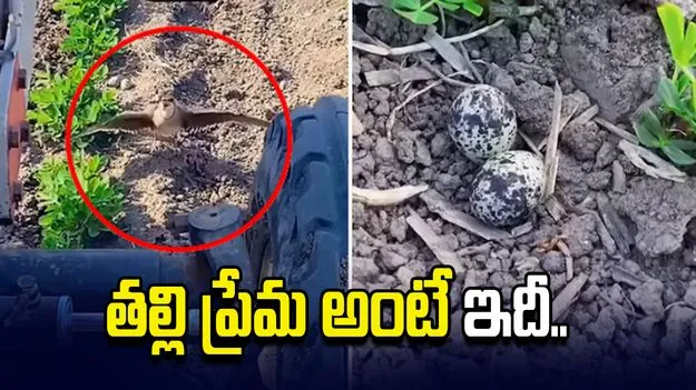 పిల్లల కోసం ట్రాక్టర్‌కు ఎదురు నిలిచిన పక్షి.. వైరల్ వీడియోకు ఫిదా అవుతున్న నెటిజన్లు..