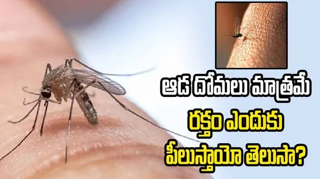 ఆడ దోమలు మాత్రమే రక్తం ఎందుకు పీలుస్తాయి?  ఈ ఆసక్తికర విషయాలు తెలుసా?