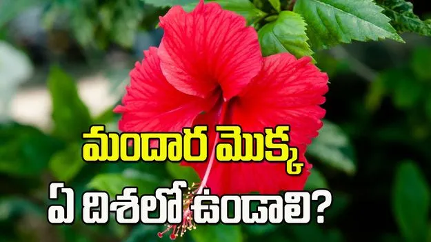మందార మొక్క.. ఇంట్లో ఈ దిశలో ఉంటే డబ్బే.. డబ్బు