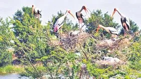 విదేశీ పక్షుల సందడి