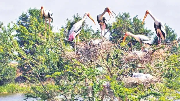 విదేశీ పక్షుల సందడి