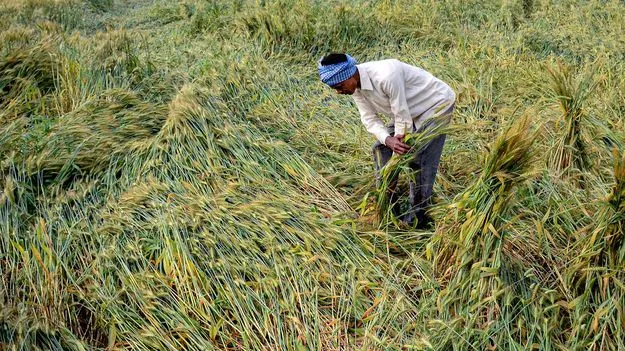 11,337 హెక్టార్లలో పంట నష్టం