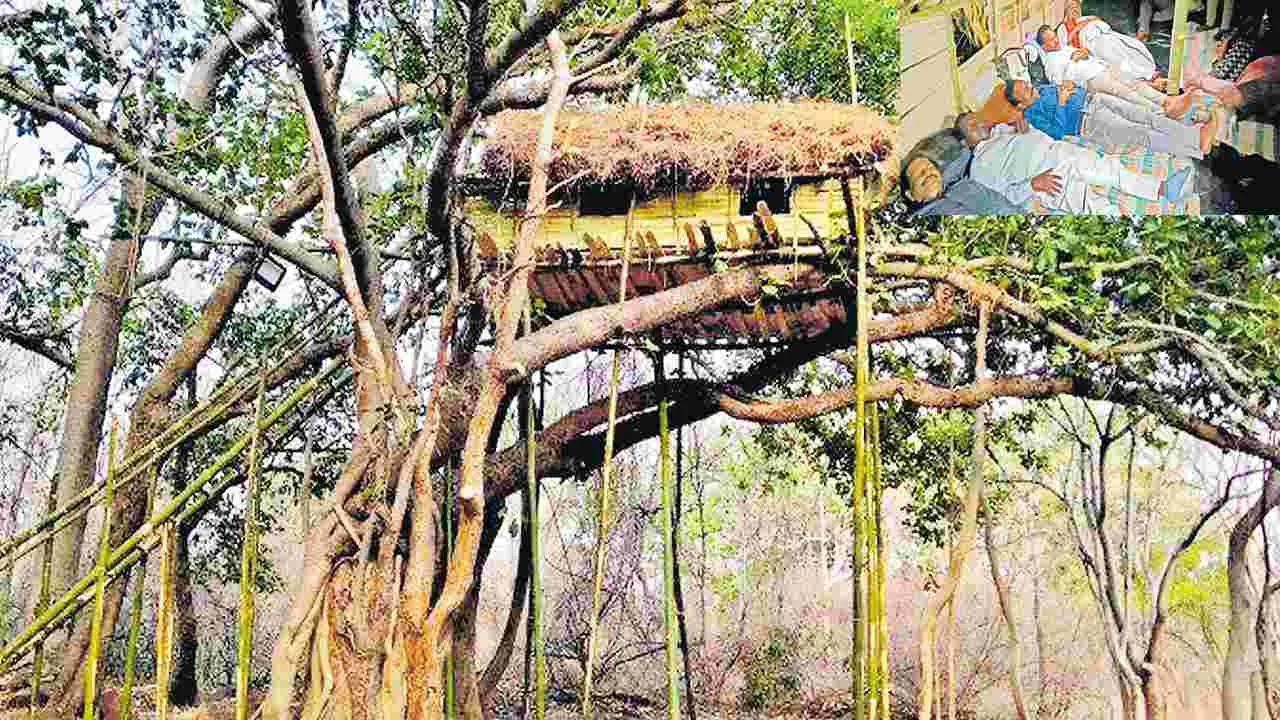 వెదురు బొంగులతో చెట్లపై గుడిసె.. దానిలోనే బస!