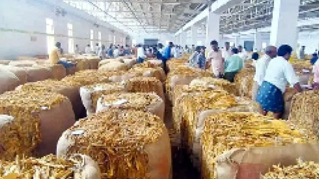 అస్తవ్యస్తంగా పొగాకు కొనుగోళ్లు