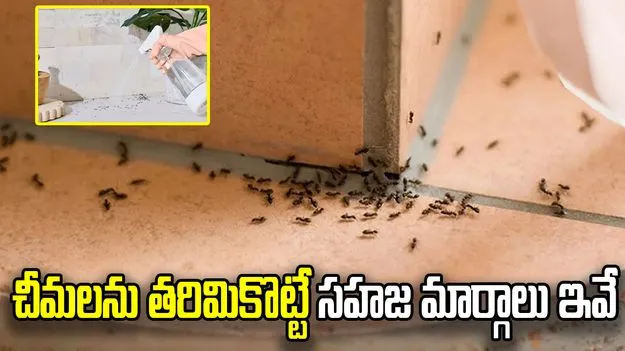 చీమలను వదిలించుకోవడానికి ఇంటి చిట్కాలు