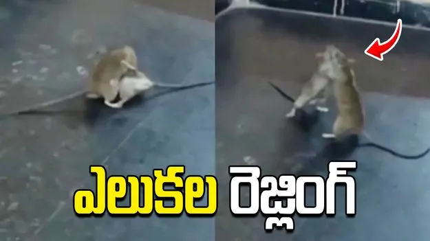 మనుషుల్లాగానే కొట్టుకున్న ఎలుకలు.. వీడియో వైరల్..