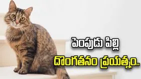 హైదరాబాద్‌లో ‘పిల్లి’ పంచాయితీ.. మొక్కల వ్యాపారిపై దొంగతనం ఆరోపణ.. పోలీసుల కౌన్సెలింగ్