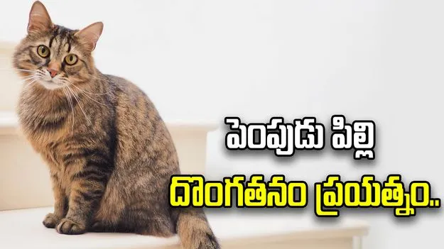 హైదరాబాద్‌లో ‘పిల్లి’ పంచాయితీ.. మొక్కల వ్యాపారిపై దొంగతనం ఆరోపణ.. పోలీసుల కౌన్సెలింగ్