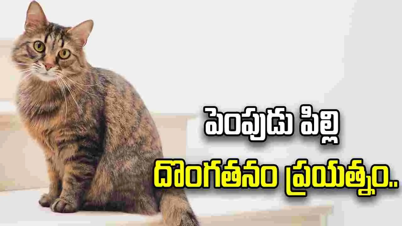 హైదరాబాద్‌లో ‘పిల్లి’ పంచాయితీ.. మొక్కల వ్యాపారిపై దొంగతనం ఆరోపణ.. పోలీసుల కౌన్సెలింగ్