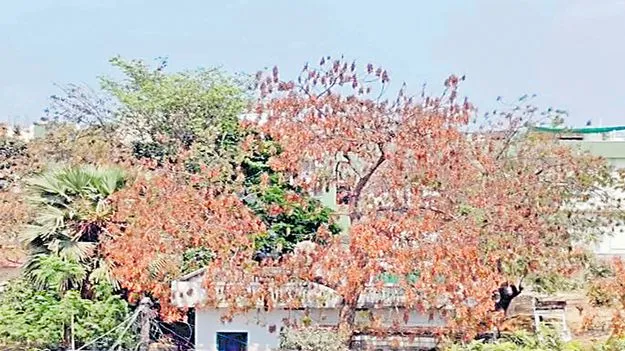 వేప చెట్లపై తెగుళ్ల దాడి