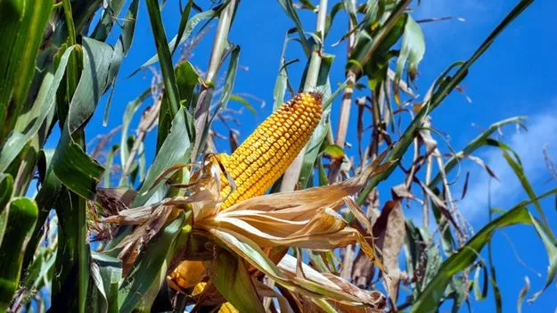 మొక్కజొన్న రైతును ఆదుకోవాలి