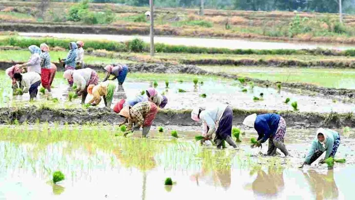 భూపాలపల్లి జిల్లాలో జోరుగా వరినాట్లు