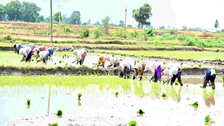 భూపాలపల్లి జిల్లాలో జోరుగా వరినాట్లు