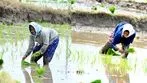 భూపాలపల్లి జిల్లాలో జోరుగా వరినాట్లు