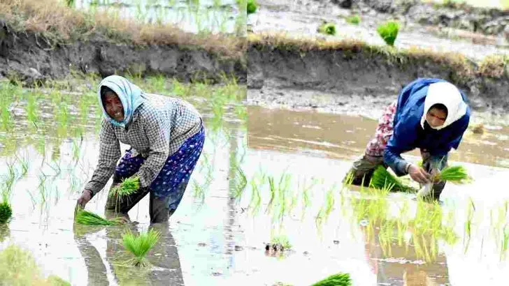 భూపాలపల్లి జిల్లాలో జోరుగా వరినాట్లు