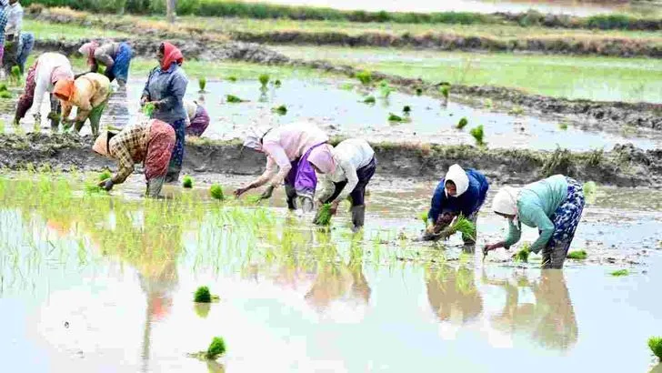 భూపాలపల్లి జిల్లాలో జోరుగా వరినాట్లు