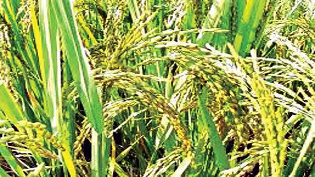    అన్నదాతకు మద్దతు