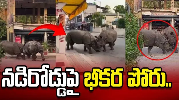 నడిరోడ్డుపై ఖడ్గ మృగాల భీకర పోరు.. బెంబేలెత్తిన జనం.. 