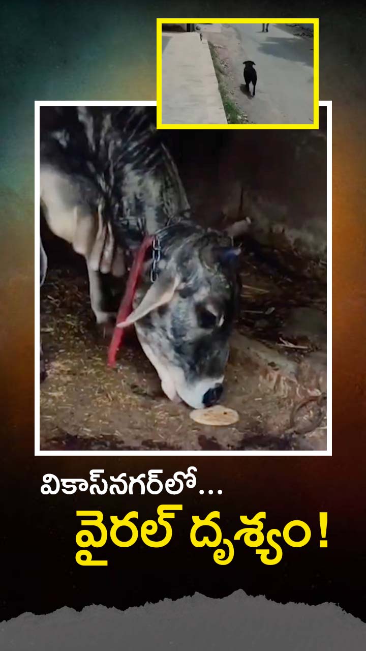 మూగజీవుల అపురూప బంధం!