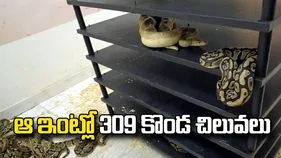 ఆ ఇంటి నిండా కొండచిలువలు.. అసలు విషయం తెలిసి పోలీసులు షాక్..