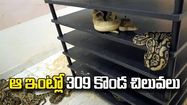 ఆ ఇంటి నిండా కొండచిలువలు.. అసలు విషయం తెలిసి పోలీసులు షాక్..