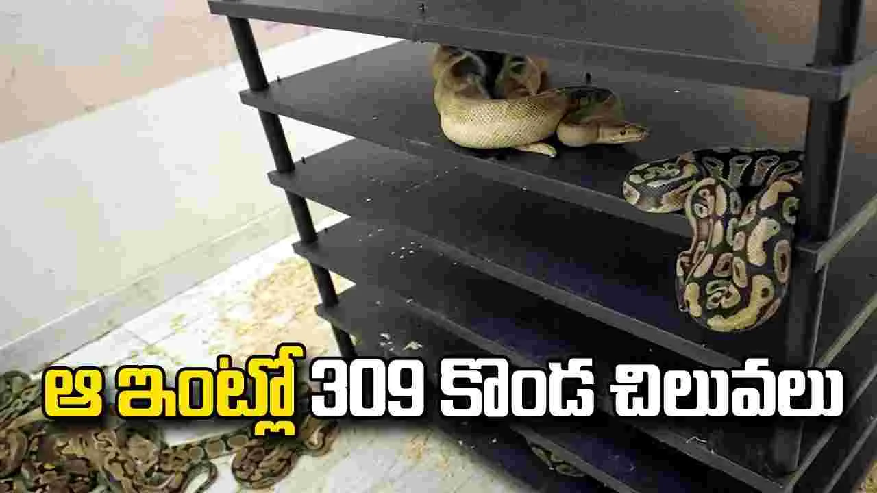 ఆ ఇంటి నిండా కొండచిలువలు.. అసలు విషయం తెలిసి పోలీసులు షాక్..