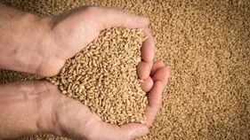 గోధుమలకు పురుగులు పట్టకుండా ఇలా నిల్వ చేయండి