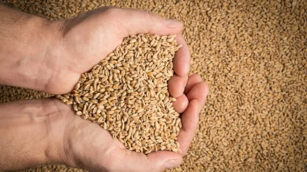 గోధుమలకు పురుగులు పట్టకుండా ఇలా నిల్వ చేయండి